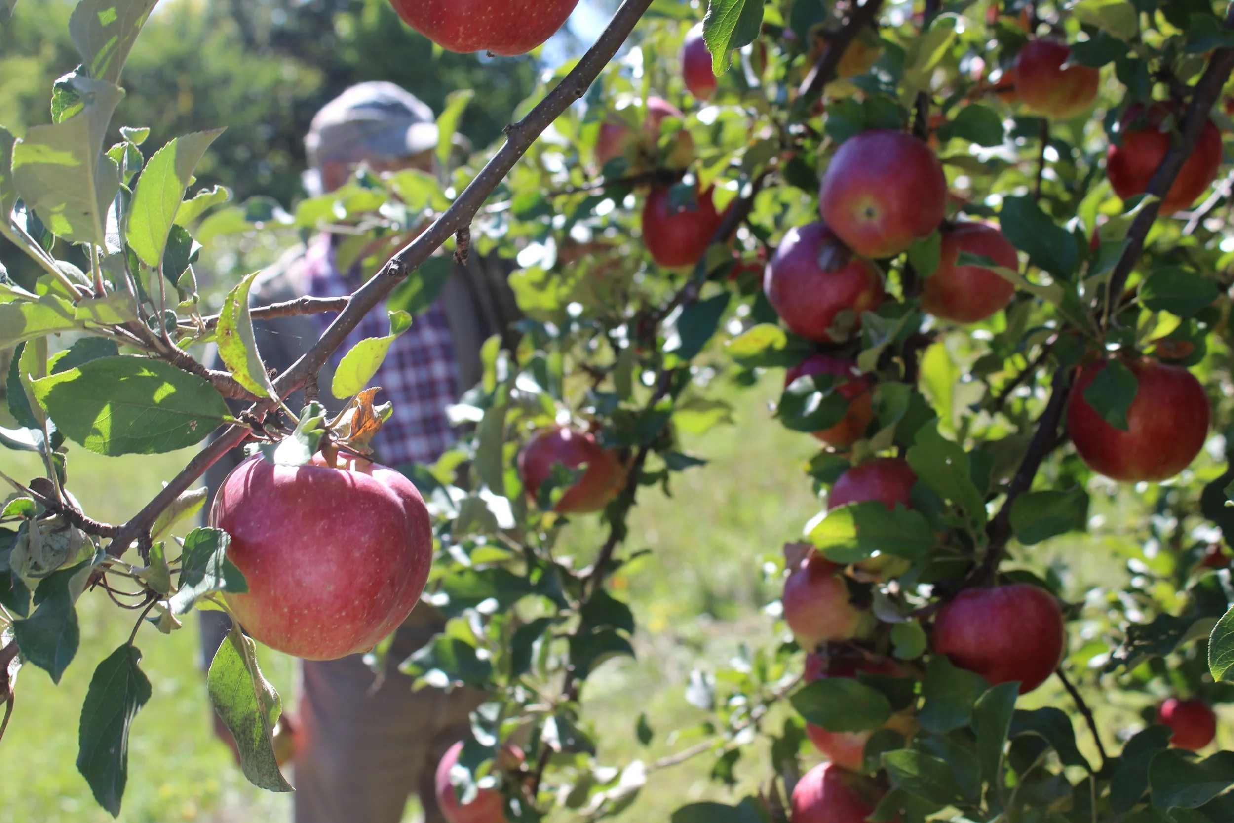 How to pick an apple — The Local Growers
